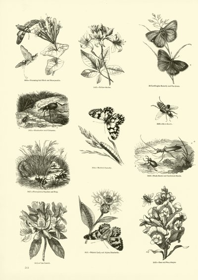 Page du Musée Pictural de la Nature Animée - English School