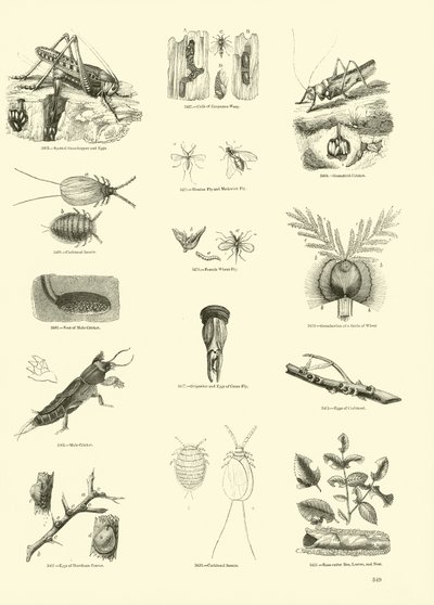 Page du Musée Pictural de la Nature Animée - English School