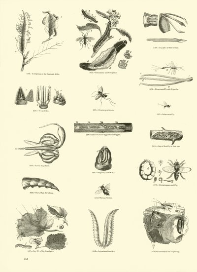 Page du Musée Pictural de la Nature Animée - English School