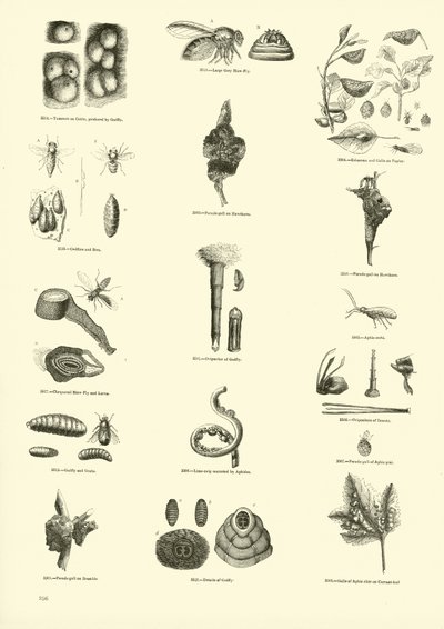 Page du Musée Pictural de la Nature Animée - English School