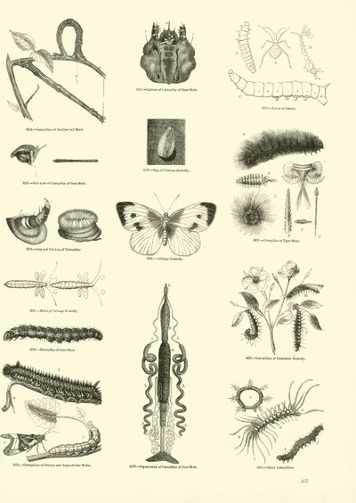 Page du Musée Pictural de la Nature Animée - English School