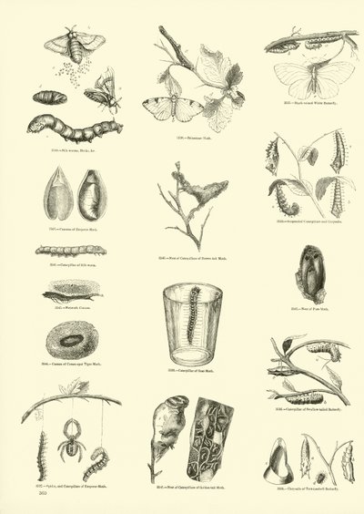Page du Musée Pictural de la Nature Animée - English School
