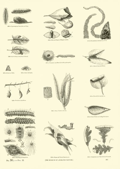 Page du Musée Pictural de la Nature Animée - English School