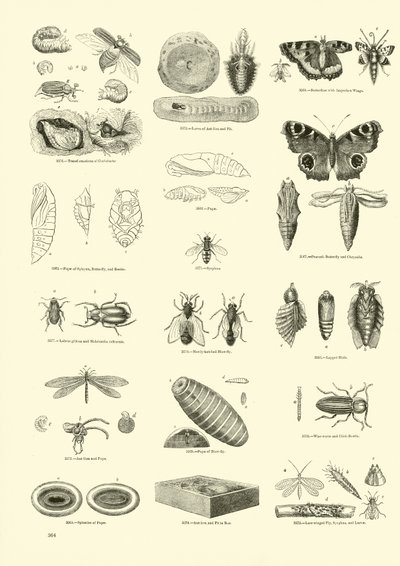 Page du Musée Pictural de la Nature Animée - English School