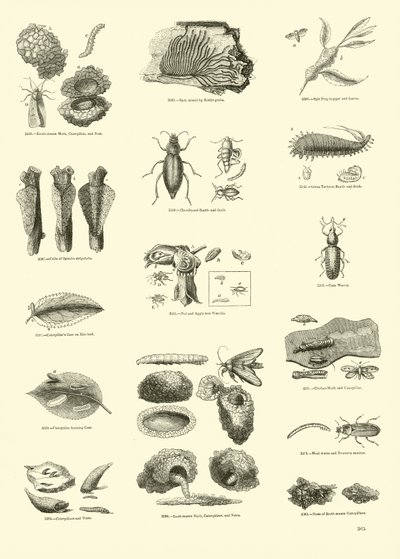 Page du Musée Pictural de la Nature Animée - English School