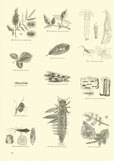 Page du Musée Pictural de la Nature Animée - English School
