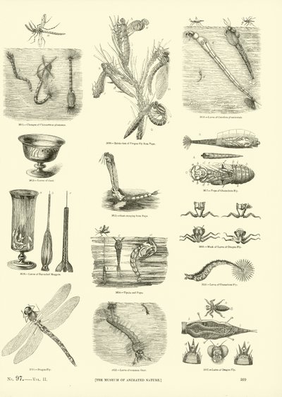 Page du Musée Pictural de la Nature Animée - English School