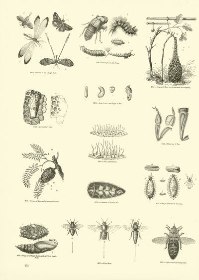 Page du Musée Pictural de la Nature Animée - English School