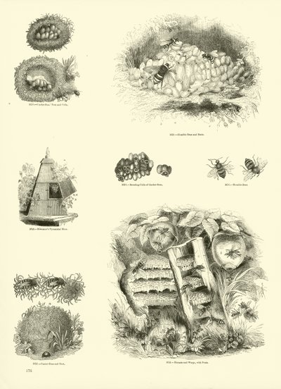 Page du Musée Pictural de la Nature Animée - English School