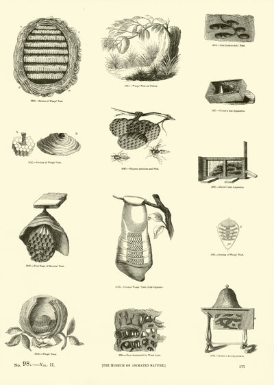 Page du Musée Pictural de la Nature Animée - English School