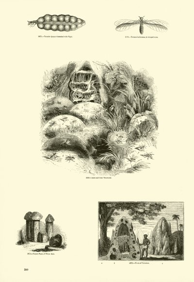Page du Musée Pictural de la Nature Animée - English School