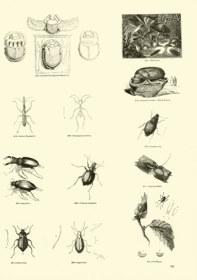 Page du Musée Pictural de la Nature Animée - English School