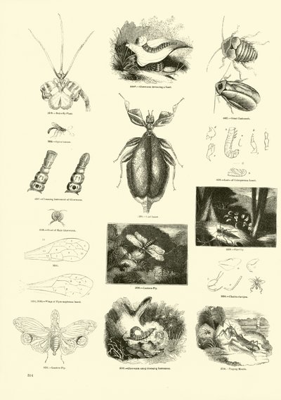 Page du Musée Pictural de la Nature Animée - English School