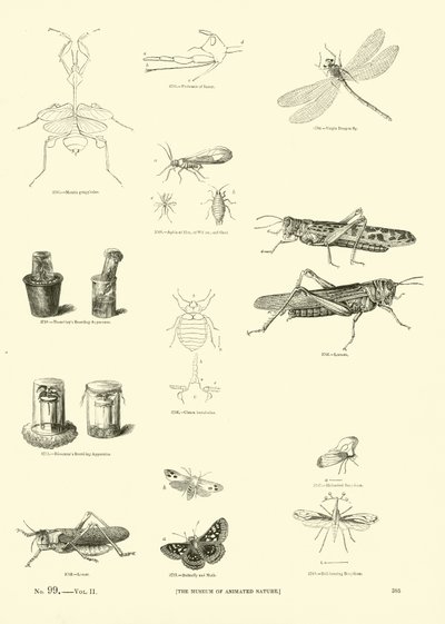 Page du Musée Pictural de la Nature Animée - English School