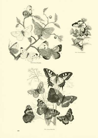 Page du Musée Pictural de la Nature Animée - English School