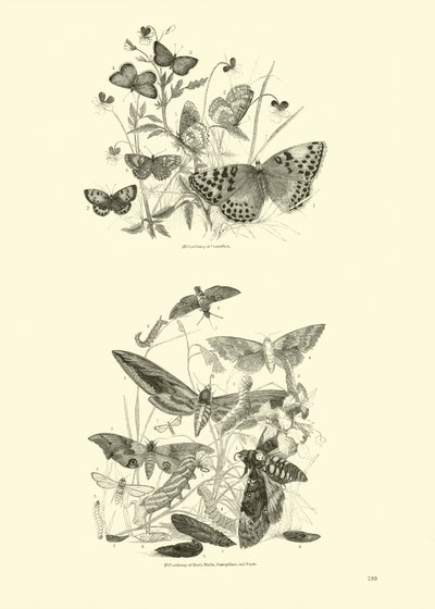 Page du Musée Pictural de la Nature Animée - English School