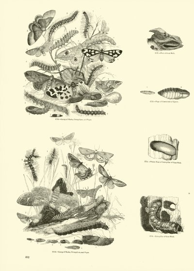 Page du Musée Pictural de la Nature Animée - English School