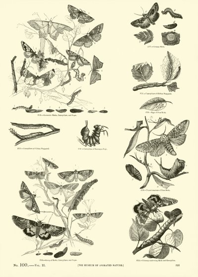 Page du Musée Pictural de la Nature Animée - English School