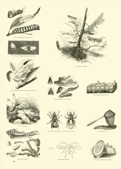 Page du Musée Pictural de la Nature Animée - English School