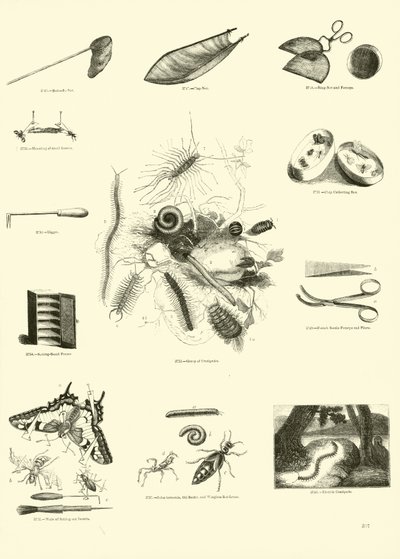 Page du Musée Pictural de la Nature Animée - English School