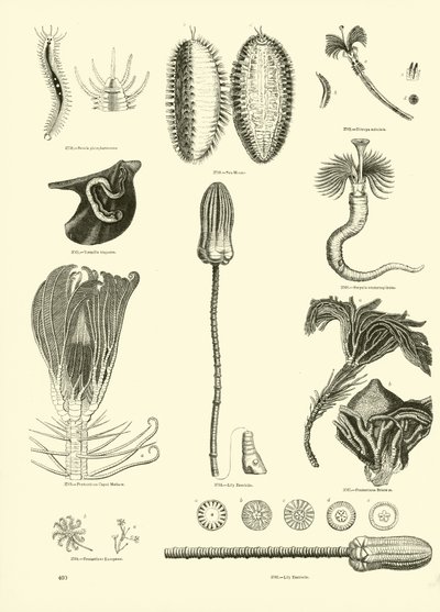 Page du Musée Pictural de la Nature Animée - English School