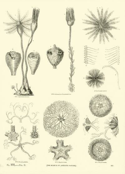 Page du Musée Pictural de la Nature Animée - English School