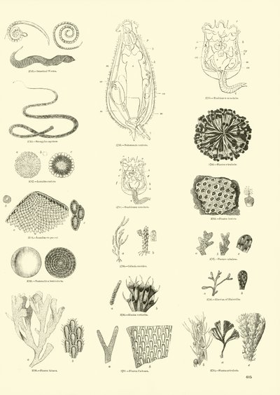 Page du Musée Pictural de la Nature Animée - English School