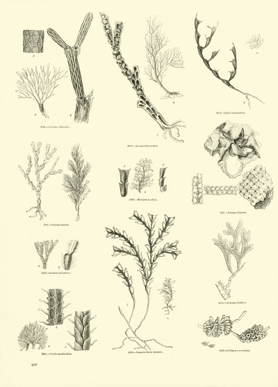 Page du Musée Pictural de la Nature Animée - English School