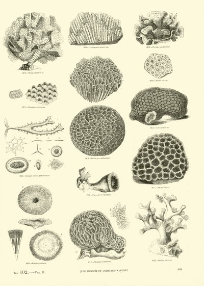 Page du Musée Pictural de la Nature Animée - English School