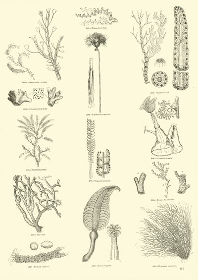 Page du Musée Pictural de la Nature Animée - English School