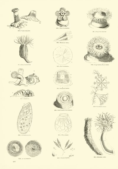 Page du Musée Pictural de la Nature Animée - English School