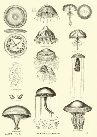Page du Musée Pictural de la Nature Animée - English School