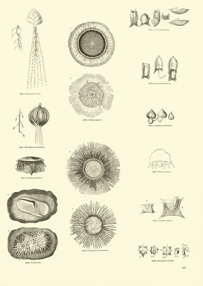 Page du Musée Pictural de la Nature Animée - English School