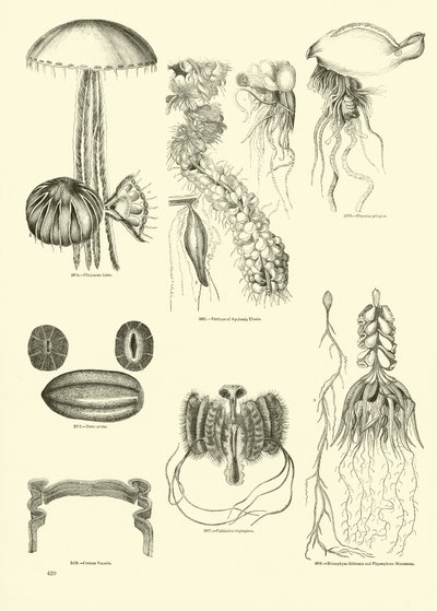 Page du Musée Pictural de la Nature Animée - English School