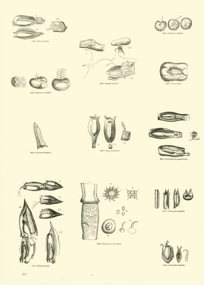 Page du Musée Pictural de la Nature Animée - English School