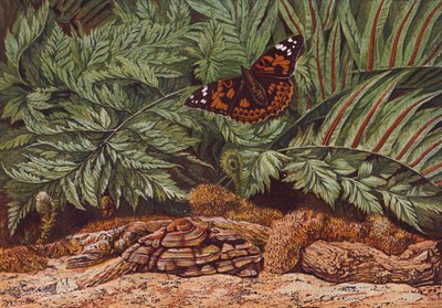 Papillon de la dame peinte (lithographie couleur) - English School