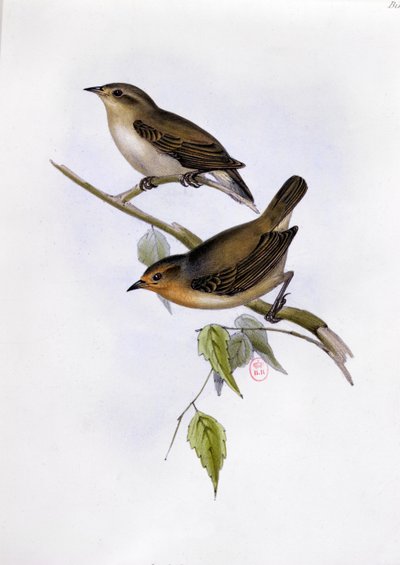 Paire de Certhidea Olivacea, illustration de La Zoologie du Voyage du H.M.S. Beagle, 1832-36, par Charles Darwin (1809-92), 1840 - English School