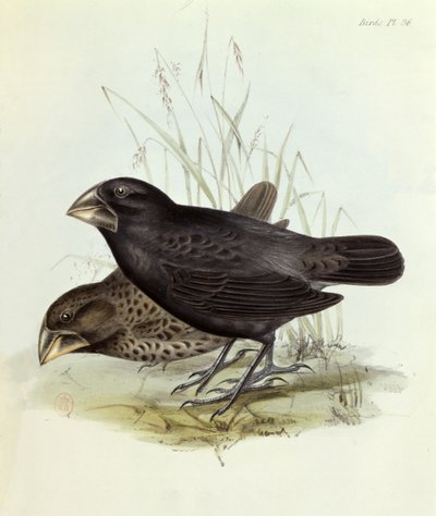 Paire de Geospiza Magnirostris, de La Zoologie du Voyage du H.M.S. Beagle 1832-36 par Charles Darwin (1809-92), 1840 Londres - English School
