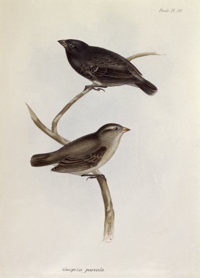 Paire de Geospiza Parvula, illustration de La Zoologie du Voyage du H.M.S. Beagle, 1832-36, par Charles Darwin (1809-92), 1840 - English School
