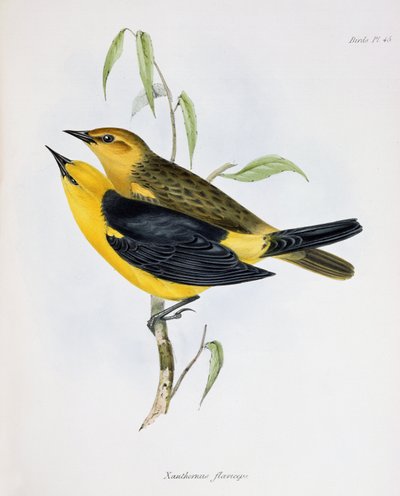 Paire de Xanthornus Flaviceps, illustration de La Zoologie du Voyage du H.M.S. Beagle, 1832-36, par Charles Darwin (1809-92), 1840 - English School
