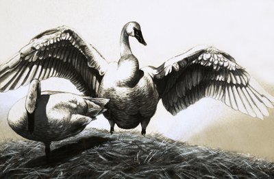 Paire de cygnes - English School
