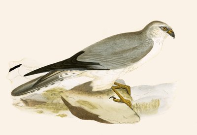 Busard pâle, illustration de 