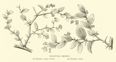 Épines de Palestine - English School