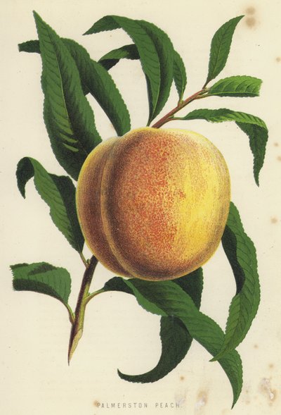 Pêche de Palmerston - English School