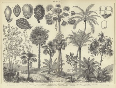 Palmiers - English School