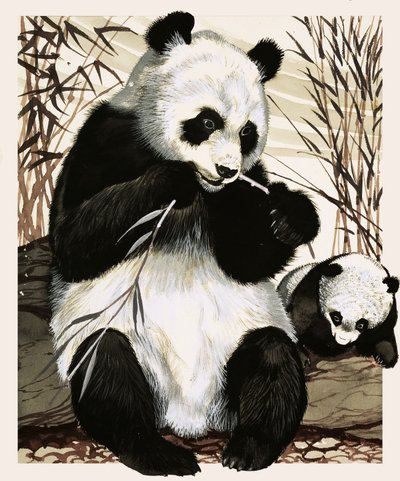 Panda et son petit - English School