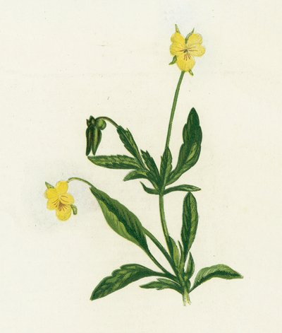 Pensée tricolore, Viola Tricolor - English School