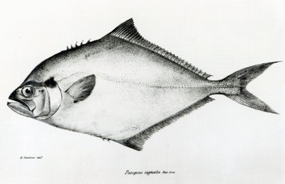 Paropsis Signata, planche 13 de 