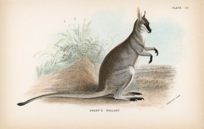 Wallaby de Parry - English School