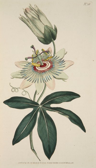 Passiflora Coerulea Fleur de la passion commune, pub. 1786 gravure coloriée à la main - English School